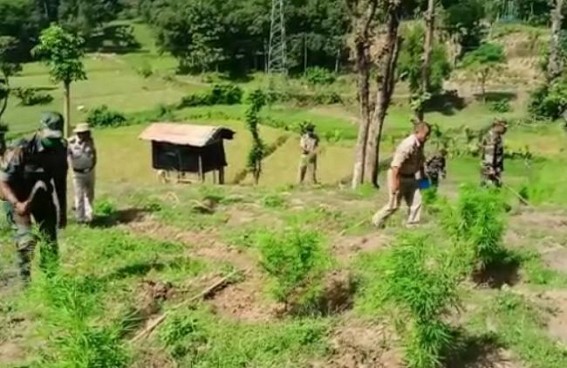 Kalamchoura Police destroyed over 21,000 Ganja saplings Kalamchoura Police destroyed over 21,000 Ganja saplings
